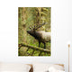 Close up of an bull Roosevelt elk bugling in the Hoh rainforest Wall Mural