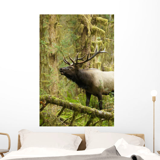Close up of an bull Roosevelt elk bugling in the Hoh rainforest Wall Mural