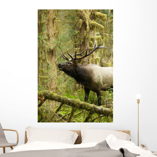 Close up of an bull Roosevelt elk bugling in the Hoh rainforest Wall Mural