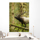 Close up of an bull Roosevelt elk bugling in the Hoh rainforest Wall Mural