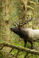 Close up of an bull Roosevelt elk bugling in the Hoh rainforest Wall Mural