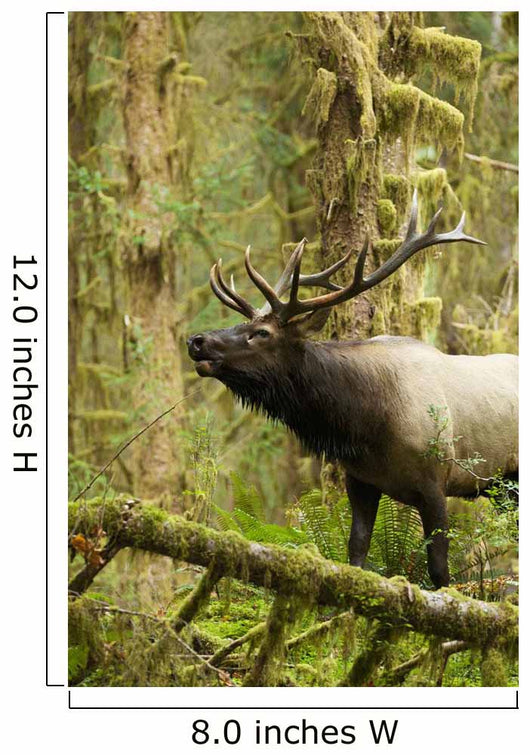 Close up of an bull Roosevelt elk bugling in the Hoh rainforest Wall Mural