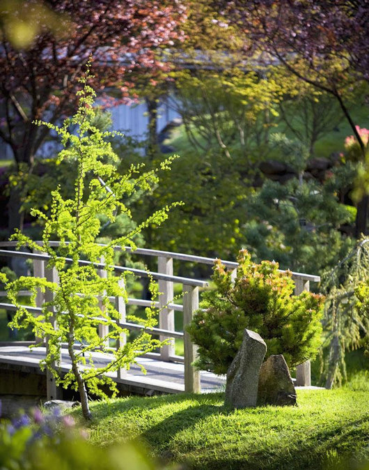 Footbridge in the Japanese Gardens Wall Mural