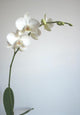 White Orchid Wall Mural