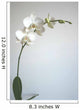 White Orchid Wall Mural