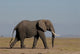 Elefante
