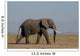 Elefante