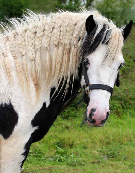 Gypsy Horse Wall Decal