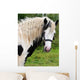 Gypsy Horse Wall Decal