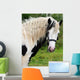 Gypsy Horse Wall Mural