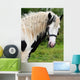 Gypsy Horse Wall Mural