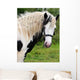 Gypsy Horse Wall Decal