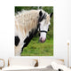 Gypsy Horse Wall Decal