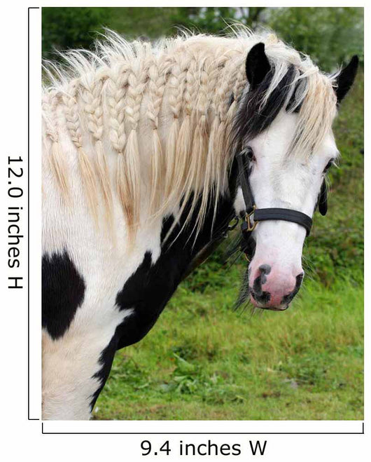 Gypsy Horse Wall Decal
