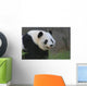 Panda17