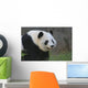 Panda17