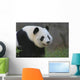 Panda17