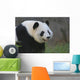 Panda17