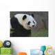 Panda17
