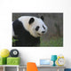 Panda17