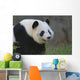 Panda17