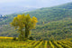 Vineyard Wall Mural