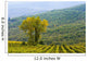 Vineyard Wall Mural
