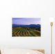 Vineyard, near Ulignano Wall Mural