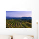 Vineyard, near Ulignano Wall Mural