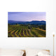 Vineyard, near Ulignano Wall Mural