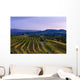Vineyard, near Ulignano Wall Mural