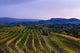 Vineyard, near Ulignano Wall Mural