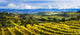 Vineyard Wall Mural