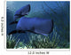 Sperm Whales