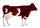 Cow Milk Dairy Cattle