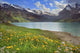 Flowering Dandelions over Mountain Wall Decal