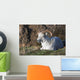 Dall Sheep Ram lying on a hillside in Denali National Park Wall Mural