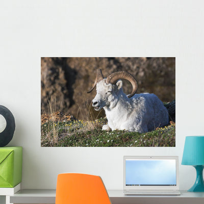 Dall Sheep Ram Lying Wall Mural shown on a wall