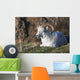 Dall Sheep Ram lying on a hillside in Denali National Park Wall Mural