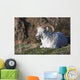 Dall Sheep Ram lying on a hillside in Denali National Park Wall Mural