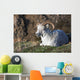 Dall Sheep Ram lying on a hillside in Denali National Park Wall Mural