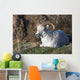 Dall Sheep Ram lying on a hillside in Denali National Park Wall Mural
