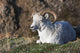 Dall Sheep Ram lying on a hillside in Denali National Park Wall Mural