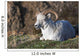 Dall Sheep Ram lying on a hillside in Denali National Park Wall Mural
