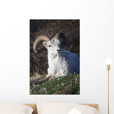Dall Sheep Ram Lying Wall Mural shown on a wall