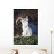 Dall Sheep Ram lying on a hillside in Denali National Park Wall Mural