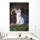 Dall Sheep Ram lying on a hillside in Denali National Park Wall Mural