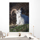 Dall Sheep Ram lying on a hillside in Denali National Park Wall Mural