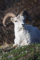 Dall Sheep Ram lying on a hillside in Denali National Park Wall Mural