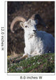 Dall Sheep Ram lying on a hillside in Denali National Park Wall Mural